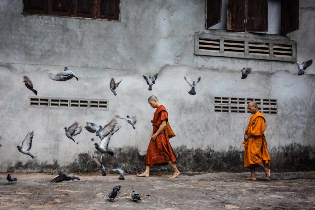 The Monks and the pigeons
