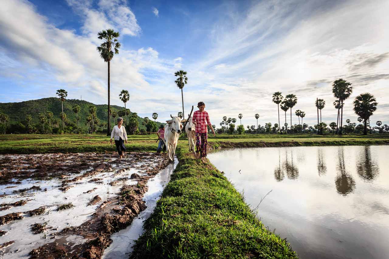 Rice fields of Cambodia