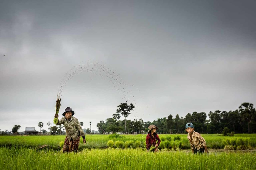 Ricefield Cambodia