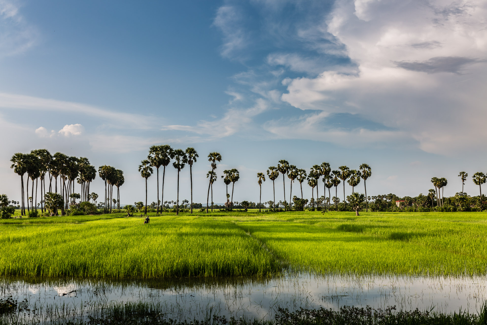 Cambodian rice fields