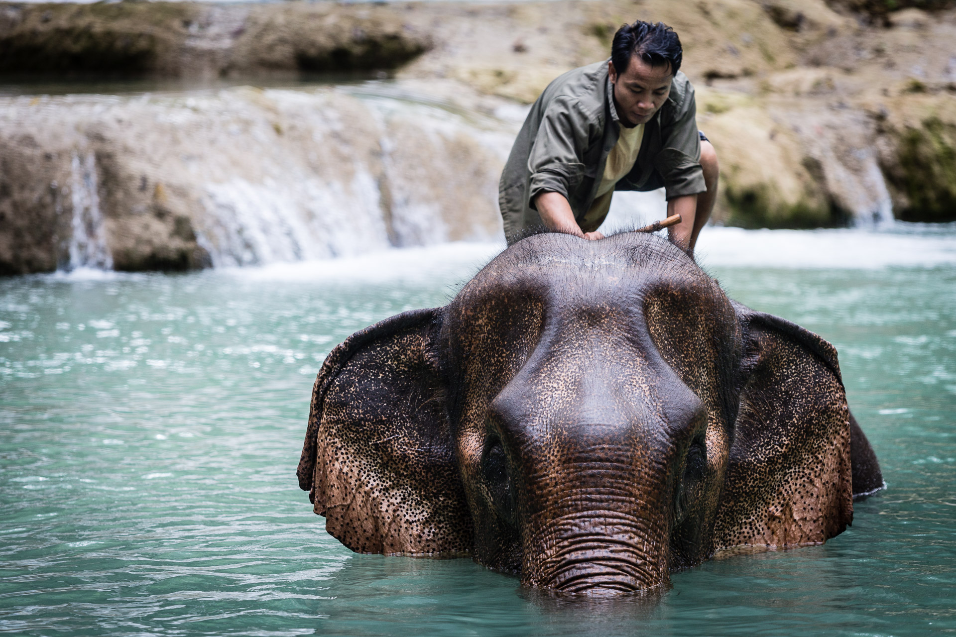 Elephant Laos