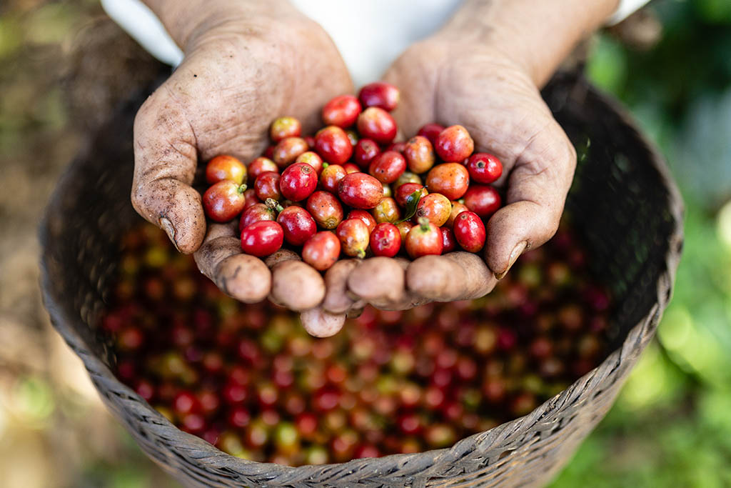 Coffee cherries in Nambeng, Laongam, Bolaven Plateau, Laos